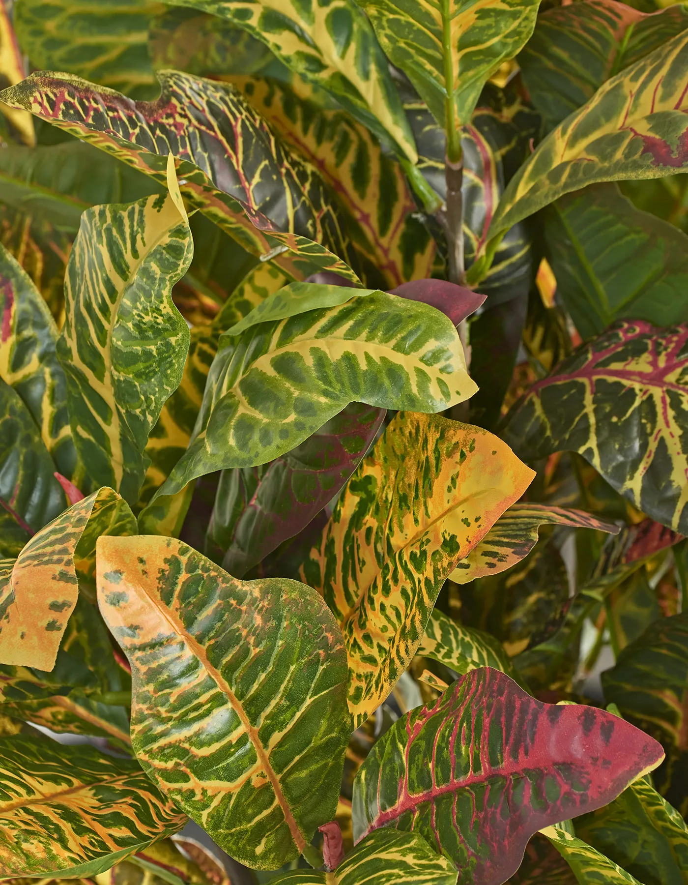Кротон куст зелёно-жёлто-розовый в-30 см (Sensitive Botanic) 12/96