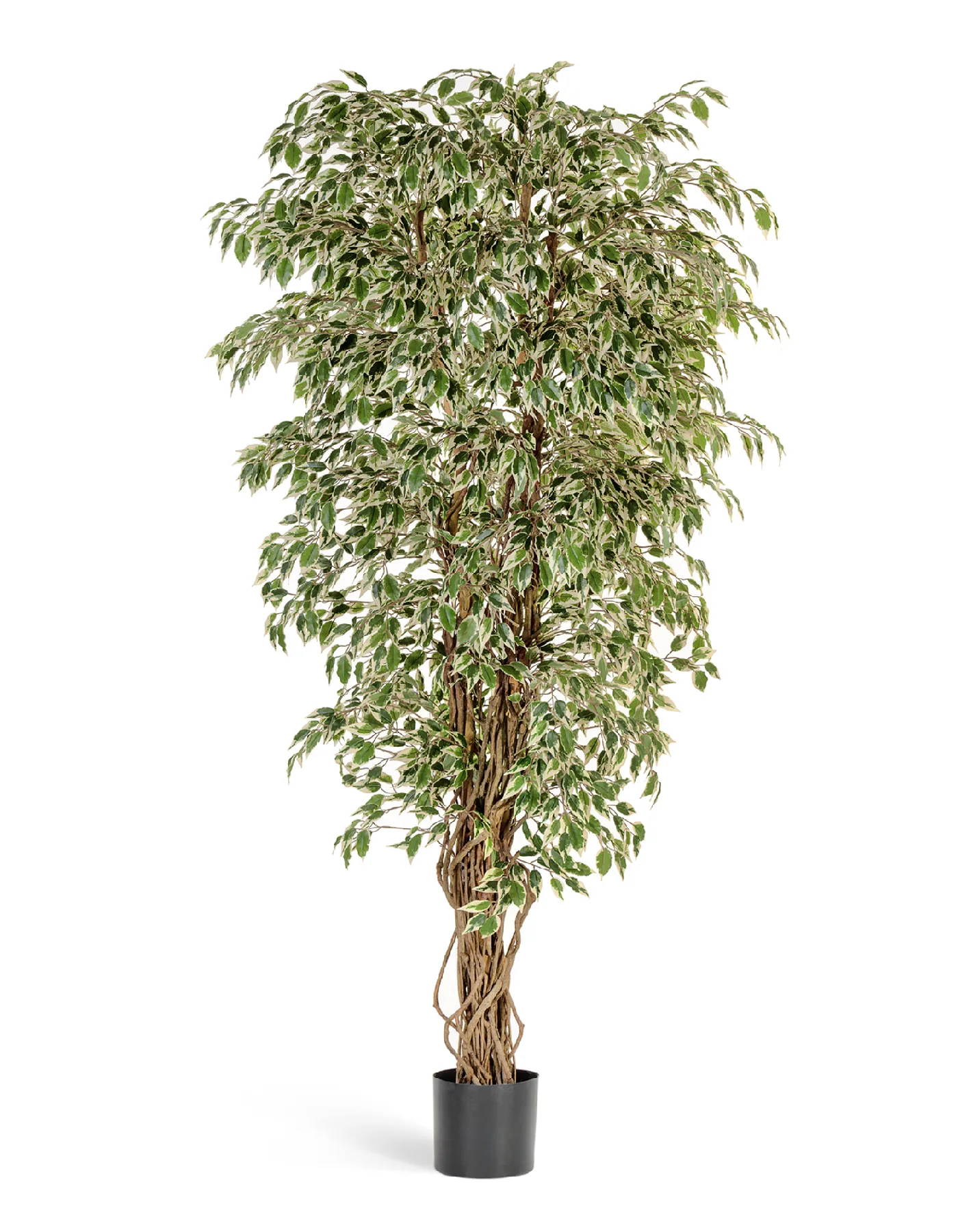 Гавайский фикус лиана пестр. 120 см 2/2