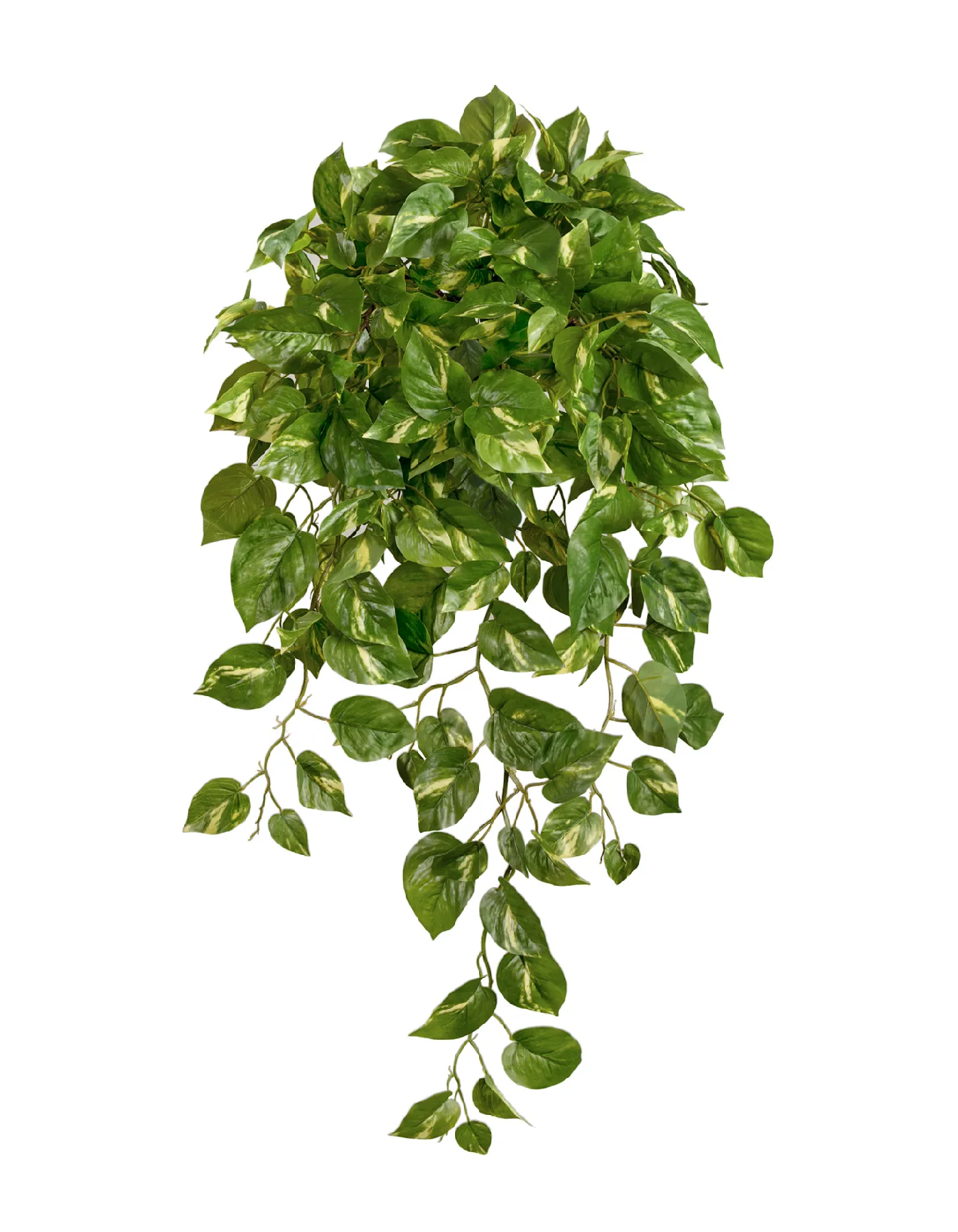 Потос Элегант ампельный большой новый в-90 см (Sensitive Botanic) 6/24