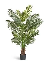 Пальма Арека Хризалидокарпус New в-180 см (Sensitive Botanic) 2/2