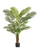 Товар Пальма Арека Хризалидокарпус New в-150 см (Sensitive Botanic) 2/2 добавлен в корзину