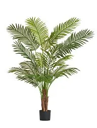 Пальма Арека Хризалидокарпус New в-150 см (Sensitive Botanic) 2/2