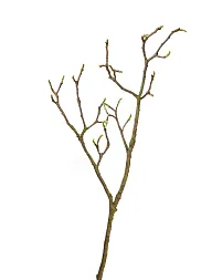 Ветка Магнолии большая коричнево-зелёная с завязями в-93 см 12/48