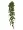 Английский плющ Биг Олд Тэмпл крупнолистный зелёный в-60 см (Sensitive Botanic) 6/48 2882070