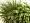 Потос Элегант ампельный большой новый в-90 см (Sensitive Botanic) 6/24 2882049