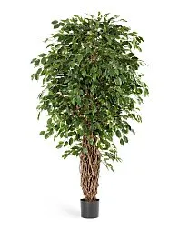 Фикус Бенджамина Лиана Де Люкс 330 см 2/2