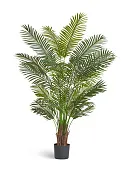 Товар Пальма Арека Хризалидокарпус New в-180 см (Sensitive Botanic) 2/2 добавлен в корзину