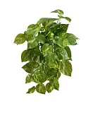 Товар Потос крупнолистный ампельный малый 35 см (Sensitive Botanic) (54 листа) 12/60 добавлен в корзину