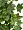 Английский плющ Биг Олд Тэмпл крупнолистный зелёный в-60 см (Sensitive Botanic) 6/48 2947542