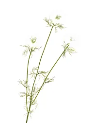Нигелла белая в-59 см, 3цв д-4,5 см 24/192