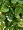 Филодендрон Сканденс ампельный малый (Sensitive Botanic) в-45 см 2882138
