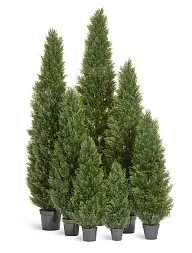 Туя уличная Брабант пушистая в-240 см 1/1