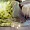 HEFEL Tencel noblesateen Honeymoon 3794194