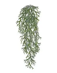 Стегхорн (Оленьи рога) куст ампельный в-70 см, ш-20 см 18/180