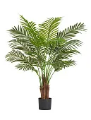 Товар Пальма Арека Хризалидокарпус Нью в-120 см (Sensitive Botanic) 4/4 добавлен в корзину