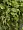 Потос Элегант ампельный большой новый в-90 см (Sensitive Botanic) 6/24 2882050