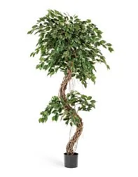 Фикус Бенджамина Коркскрю 210 см 2/2