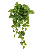 Товар Филодендрон Сканденс ампельный малый (Sensitive Botanic) в-45 см добавлен в корзину
