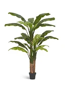 Товар Банановое дерево в-210 см (20 листов и 3 ствола) (Sensitive Botanic) 1/1 добавлен в корзину
