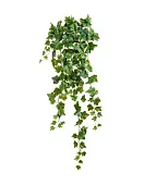 Товар Английский плющ Олд Тэмпл зелёный в-90 см (191 лист) (Sensitive Botanic) 6/36 добавлен в корзину