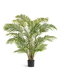 Пальма Арека Хризалидокарпус в-150 см (Sensitive Botanic) 2/2