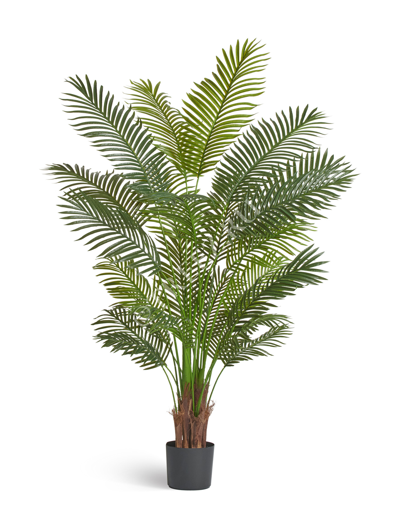 Пальма Арека Хризалидокарпус New в-180 см (Sensitive Botanic) 2/2