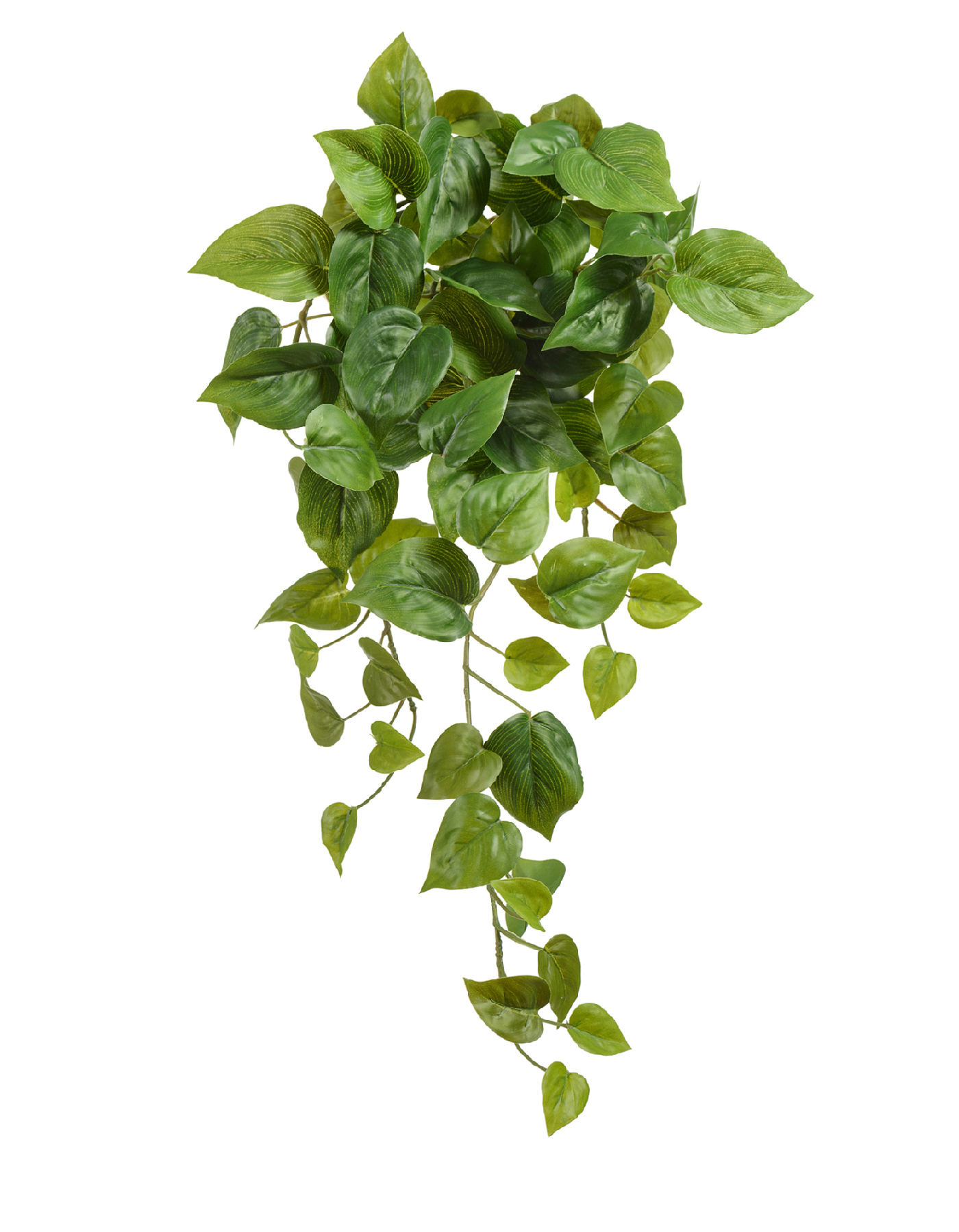 Филодендрон Сканденс ампельный малый (Sensitive Botanic) в-45 см