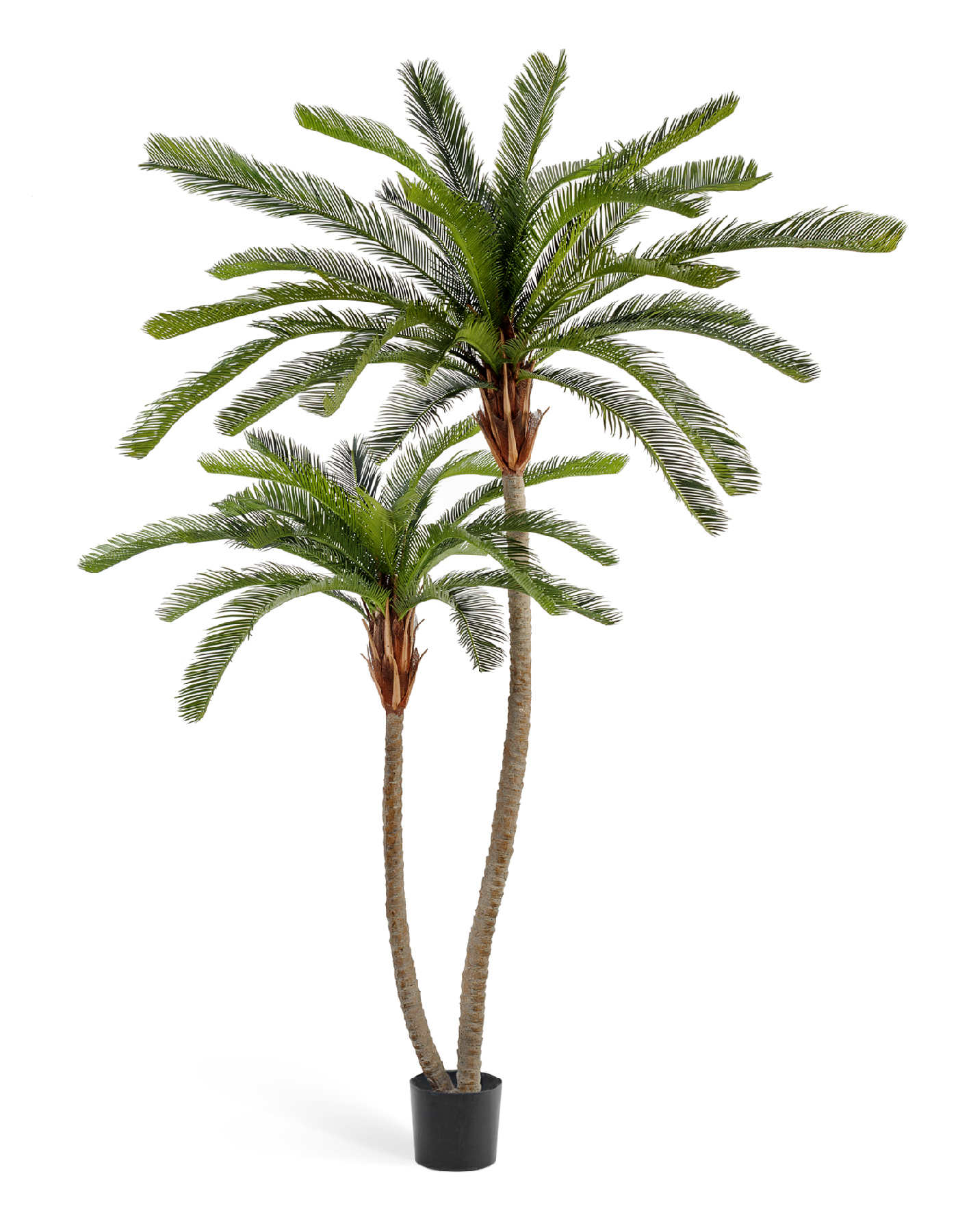 Пальма Цикас двухствольная (разборная) в-230/250 см 1/1