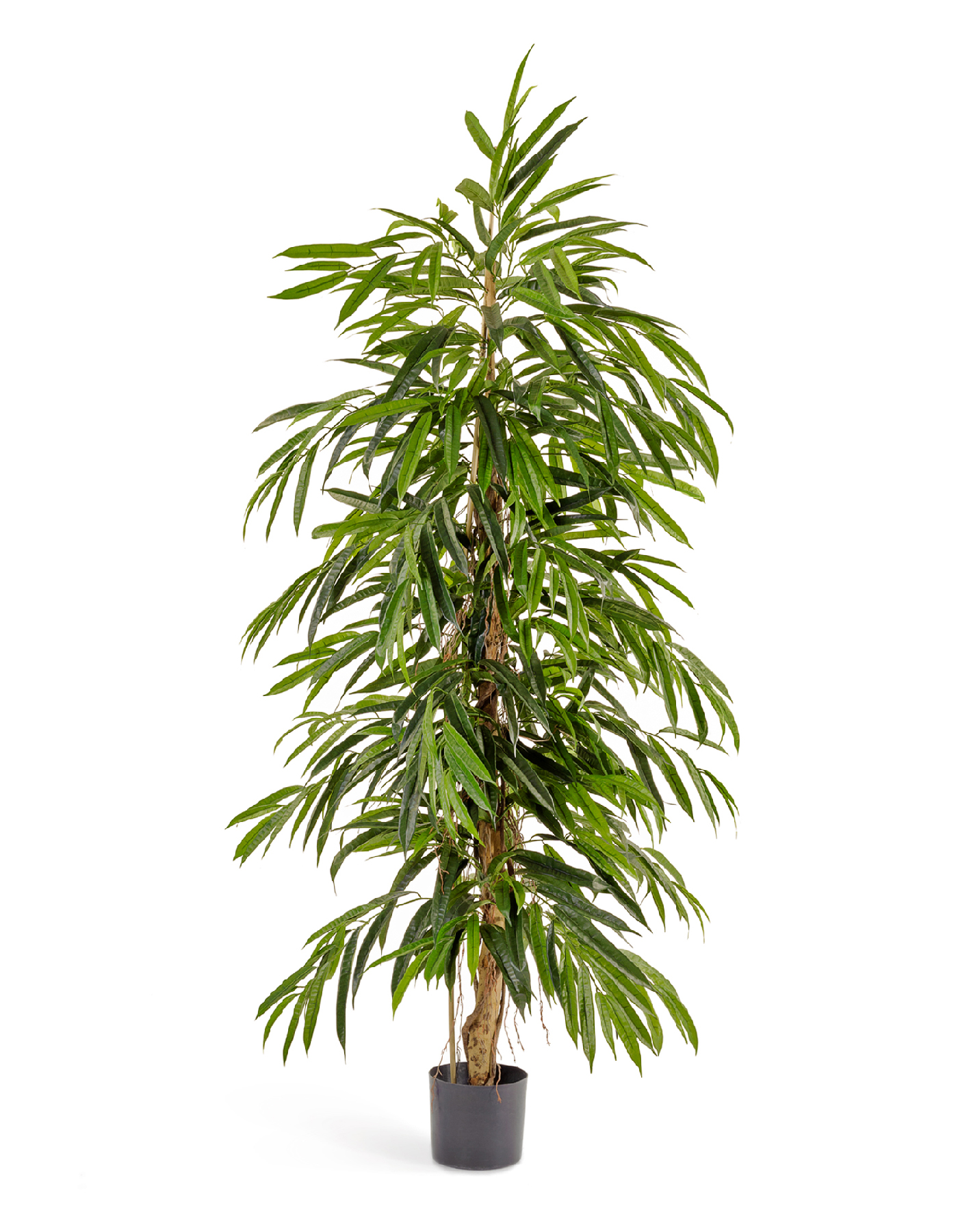 Лонгифолия узколистная Де Люкс 150см 2/2