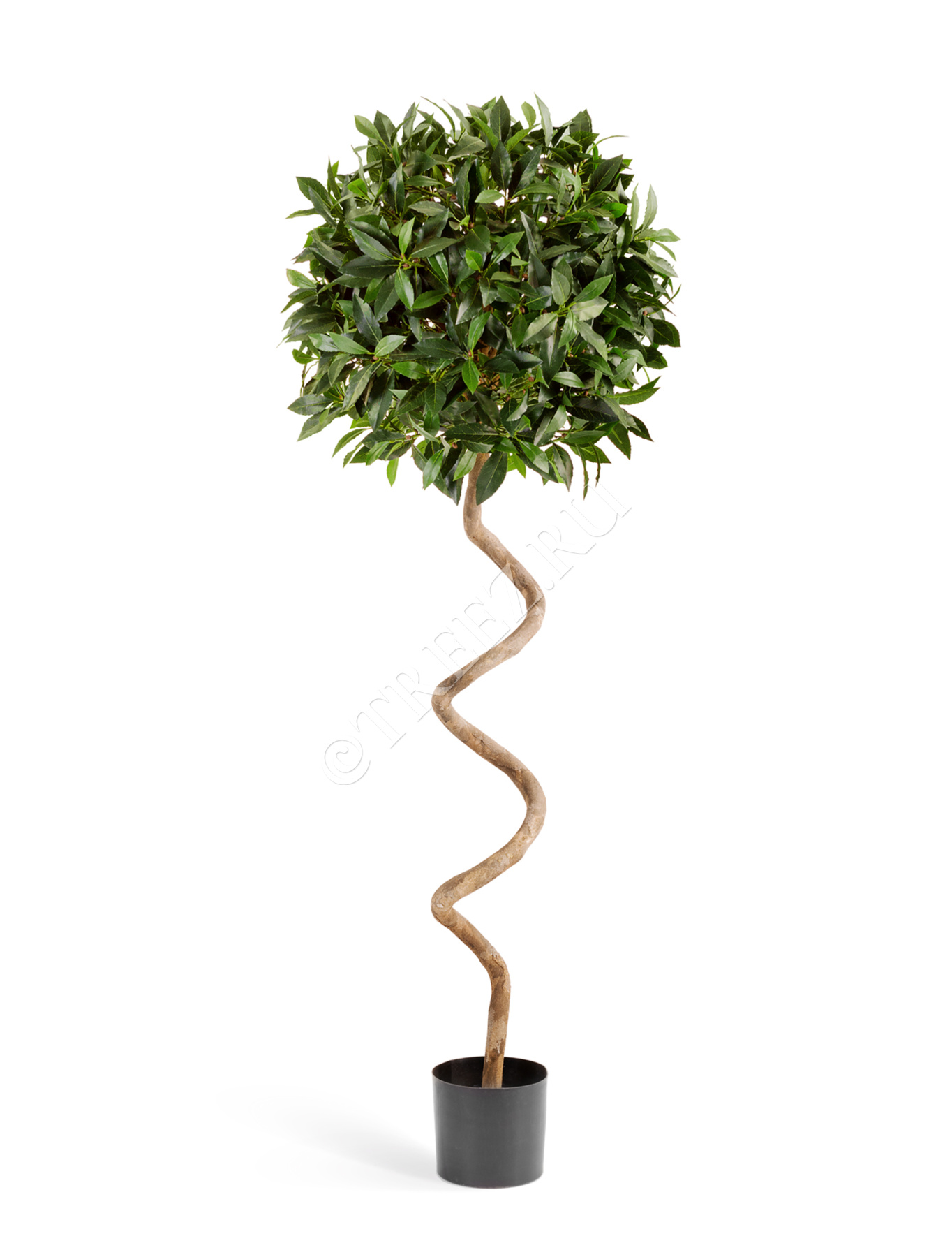 Лавр шар спираль 150 см д-50 см 2/2