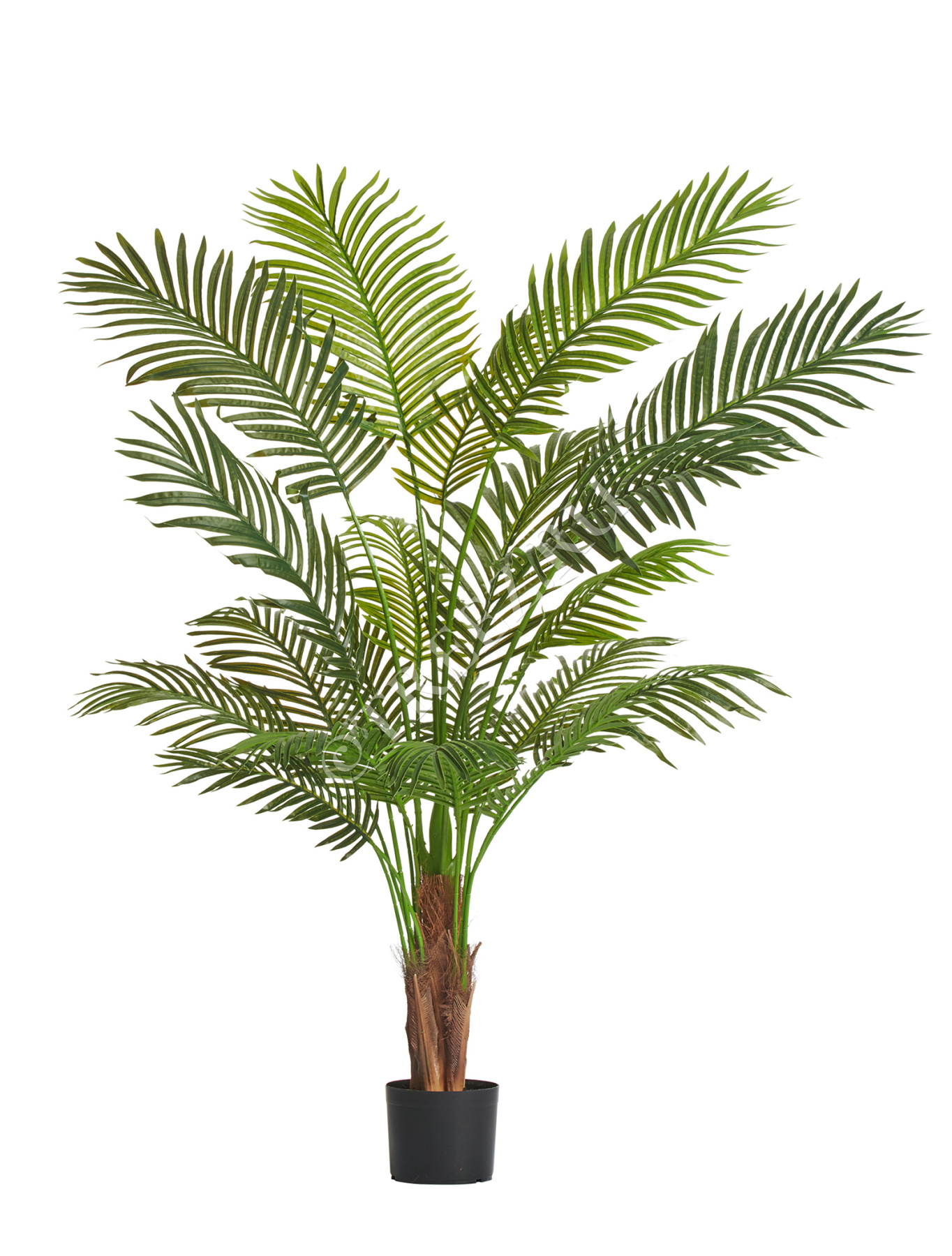 Пальма Арека Хризалидокарпус New в-150 см (Sensitive Botanic) 2/2