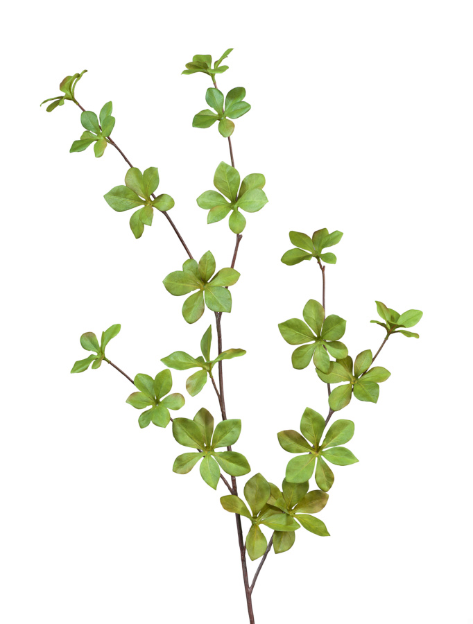 Ветвь Барбариса нежно-зеленая в-98 см 12/60
