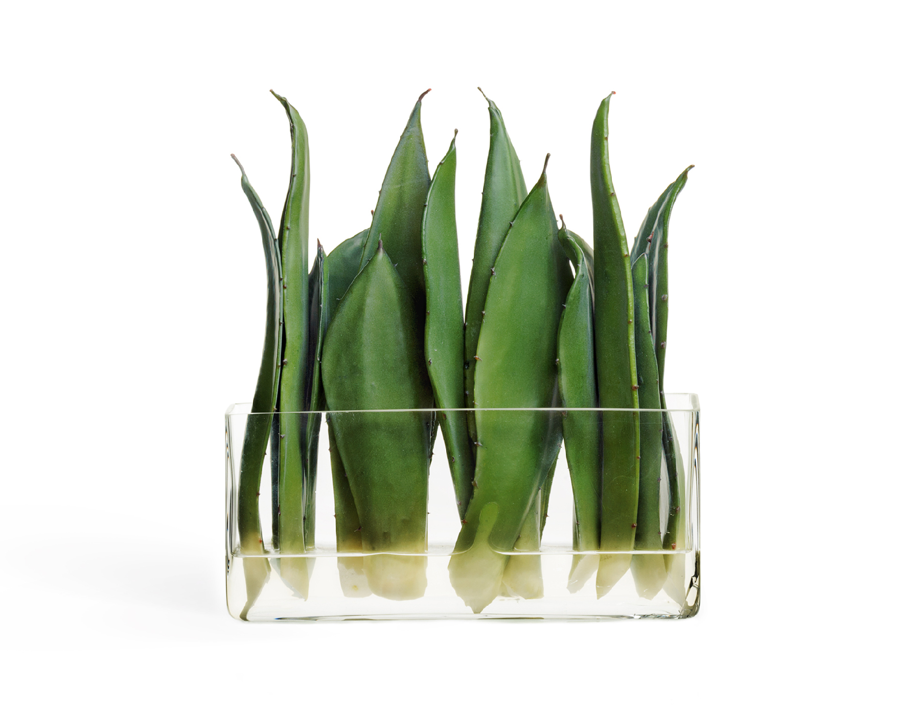 Композиция Листы Алоэ в стекле с водой 30 см 1/8