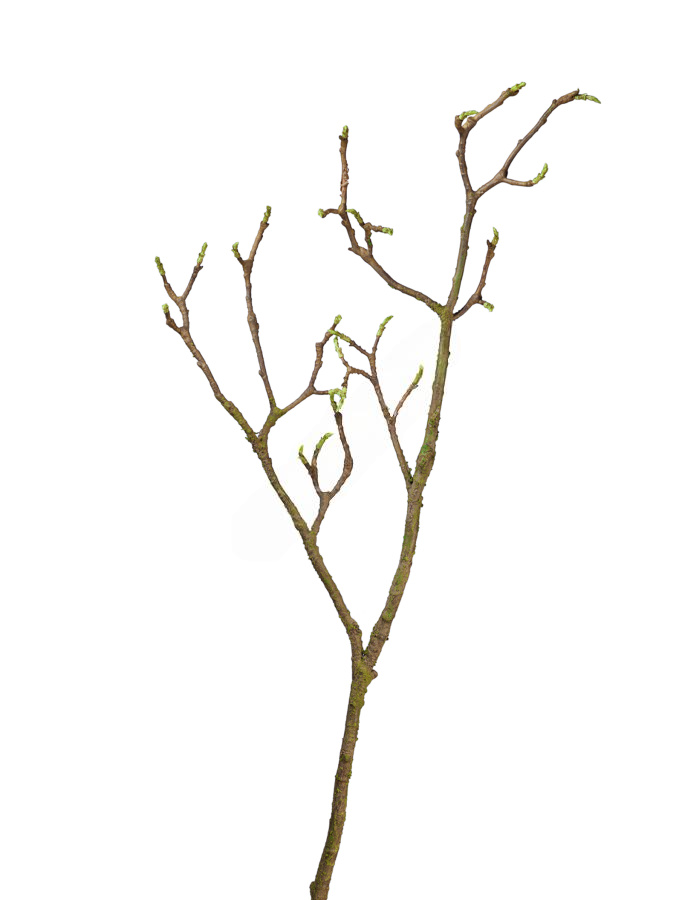 Ветка Магнолии большая коричнево-зелёная с завязями в-93 см 12/48
