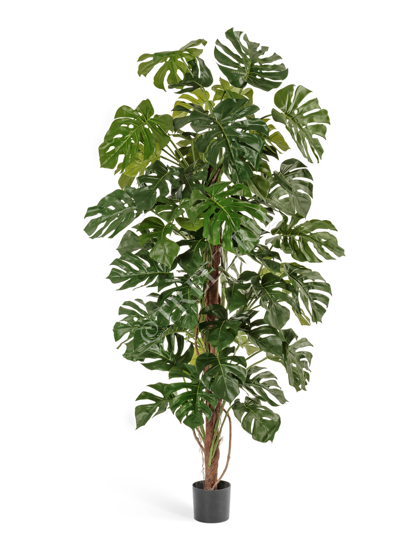 Монстера на стволе большая в-205 см 2/2