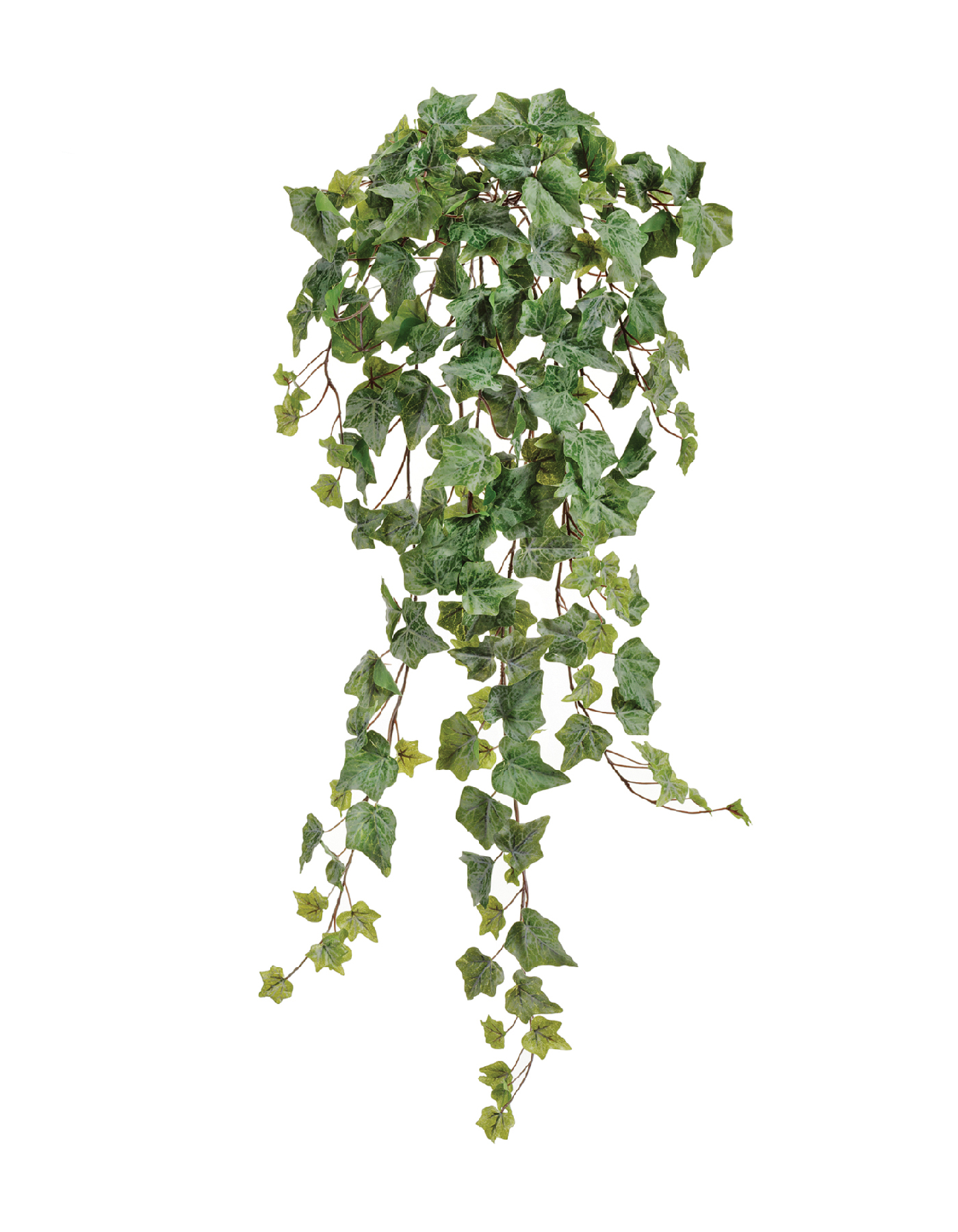 Английский плющ Олд Тэмпл припылённо-зелёный в-90 см (191 лист) (Sensitive Botanic) 6/36