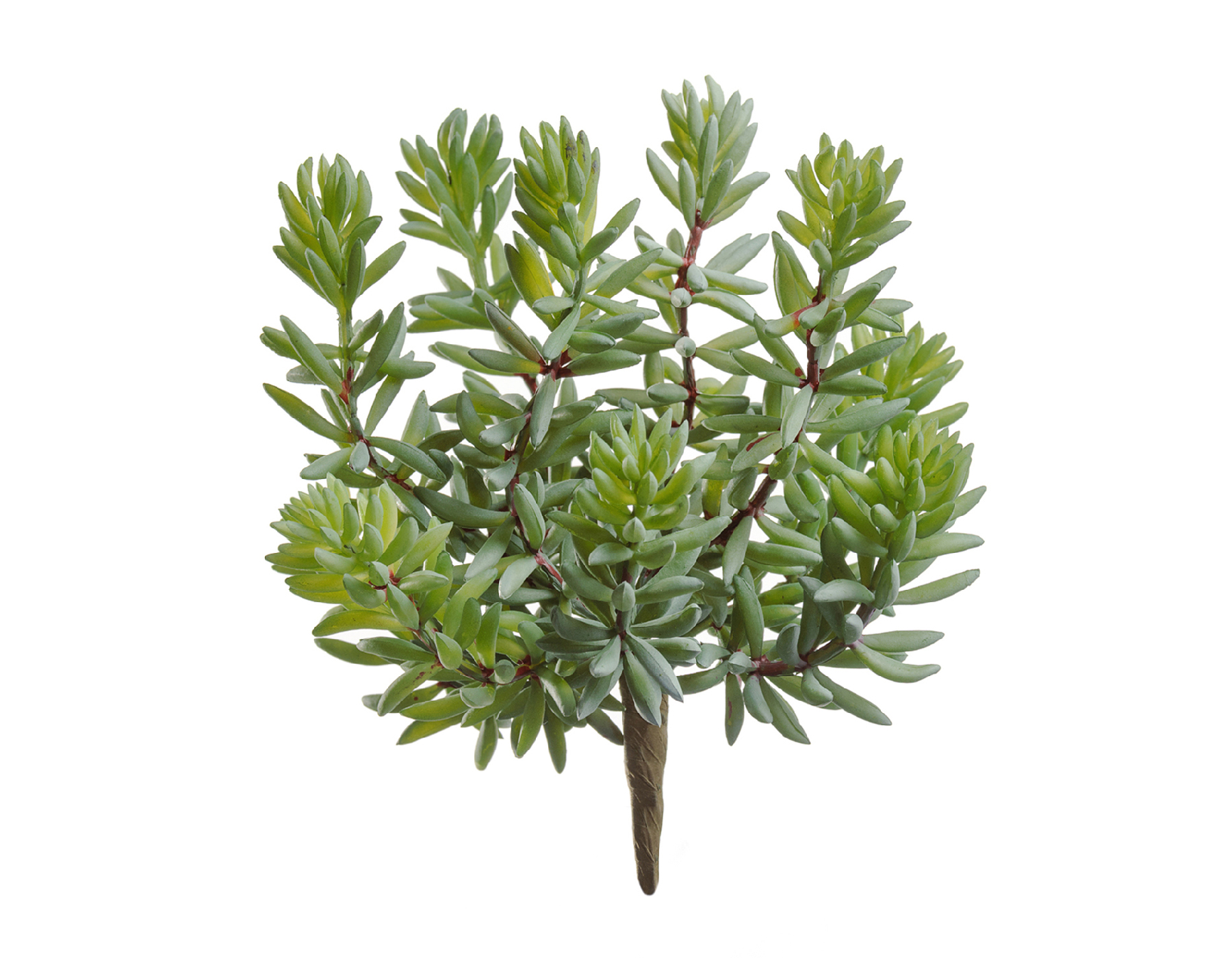 Суккулент Седум куст зелёный в-11, д-12/15 см 12/192