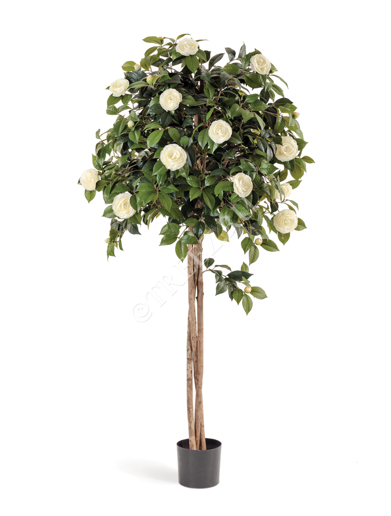 Камелия на штамбе кремовая 130 см 2/2