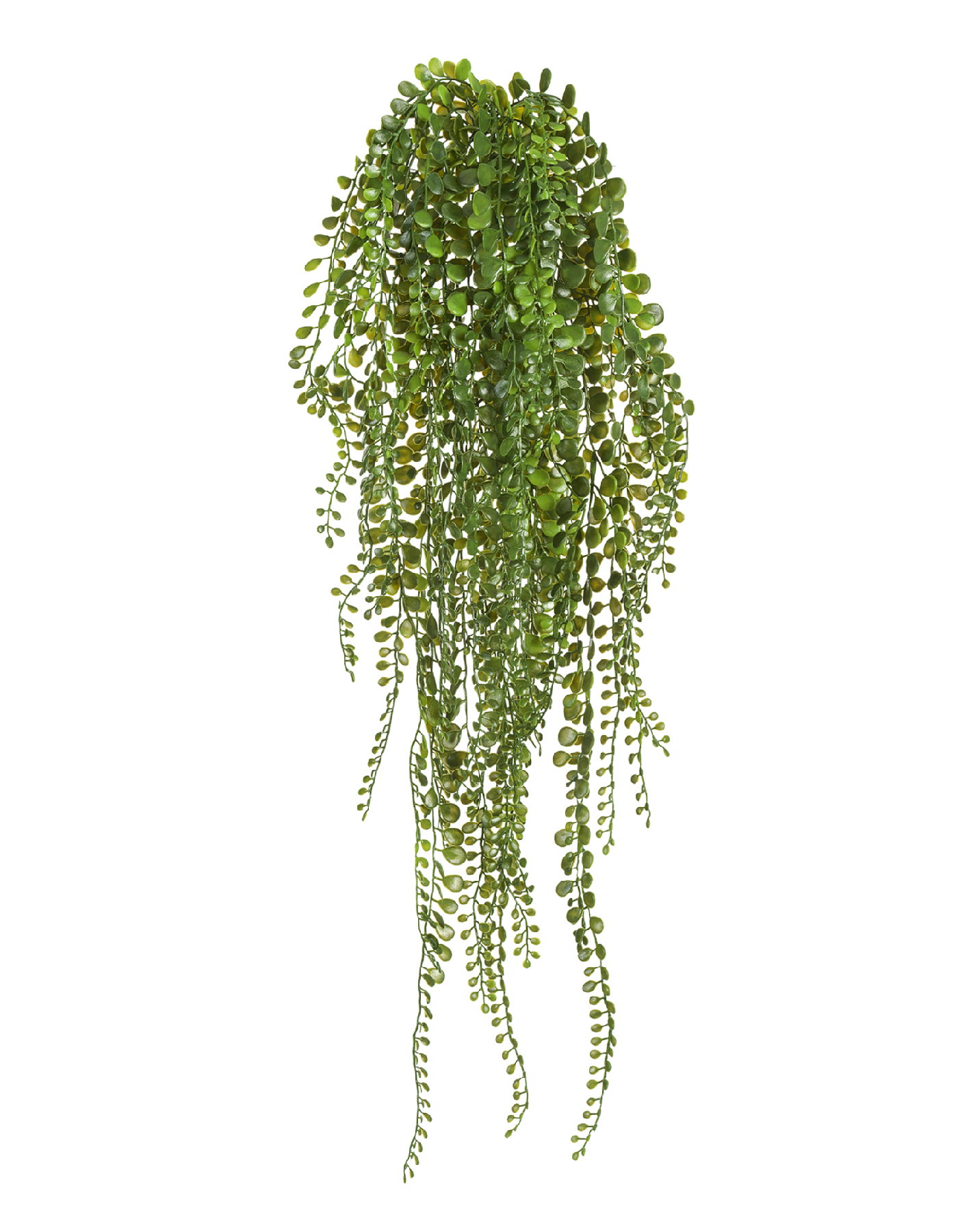 Пилея Глаукофилла зелёная ампельная (пластик) в-70 см12/48