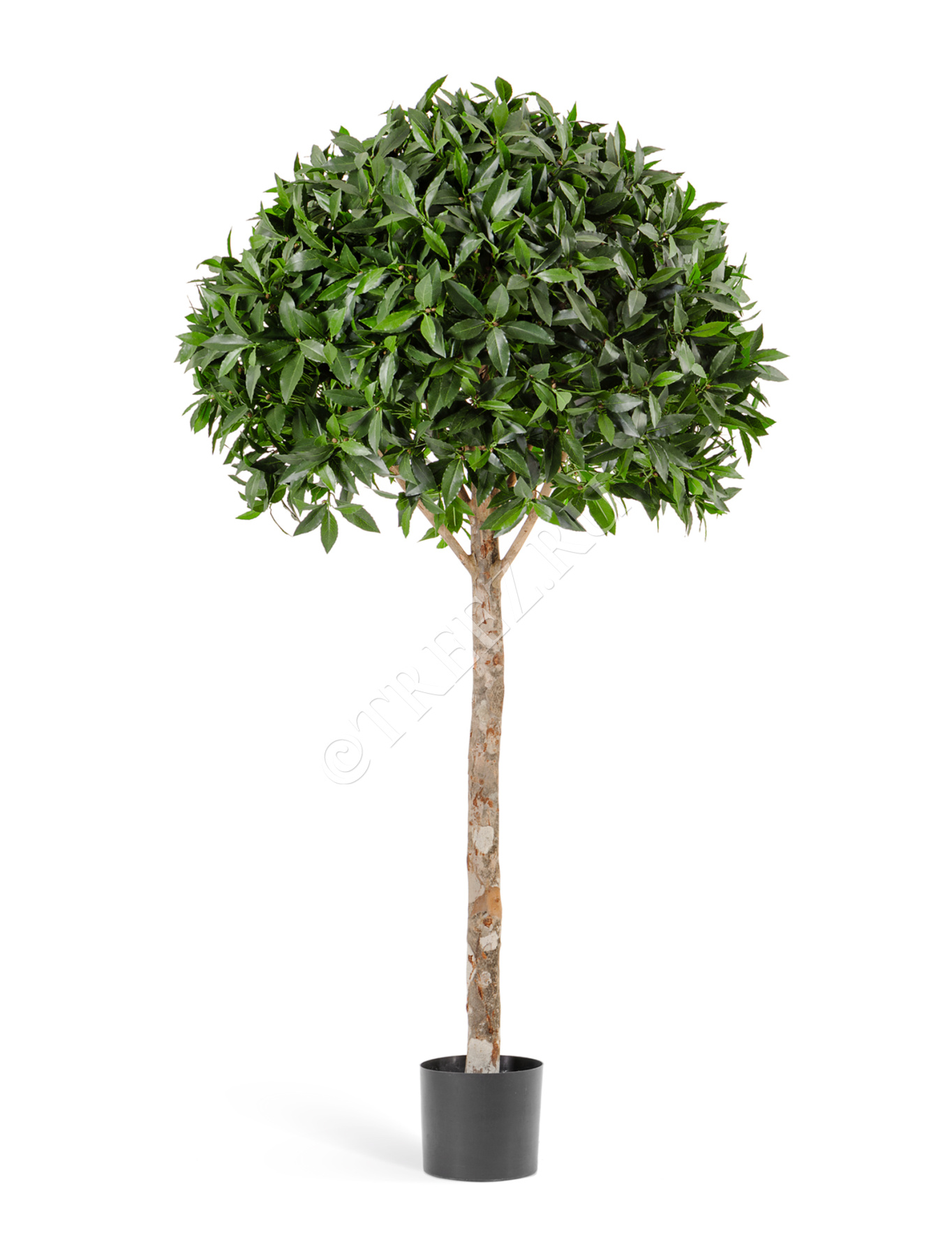 Лавр шар Максима в-170 см, д-90 2/2