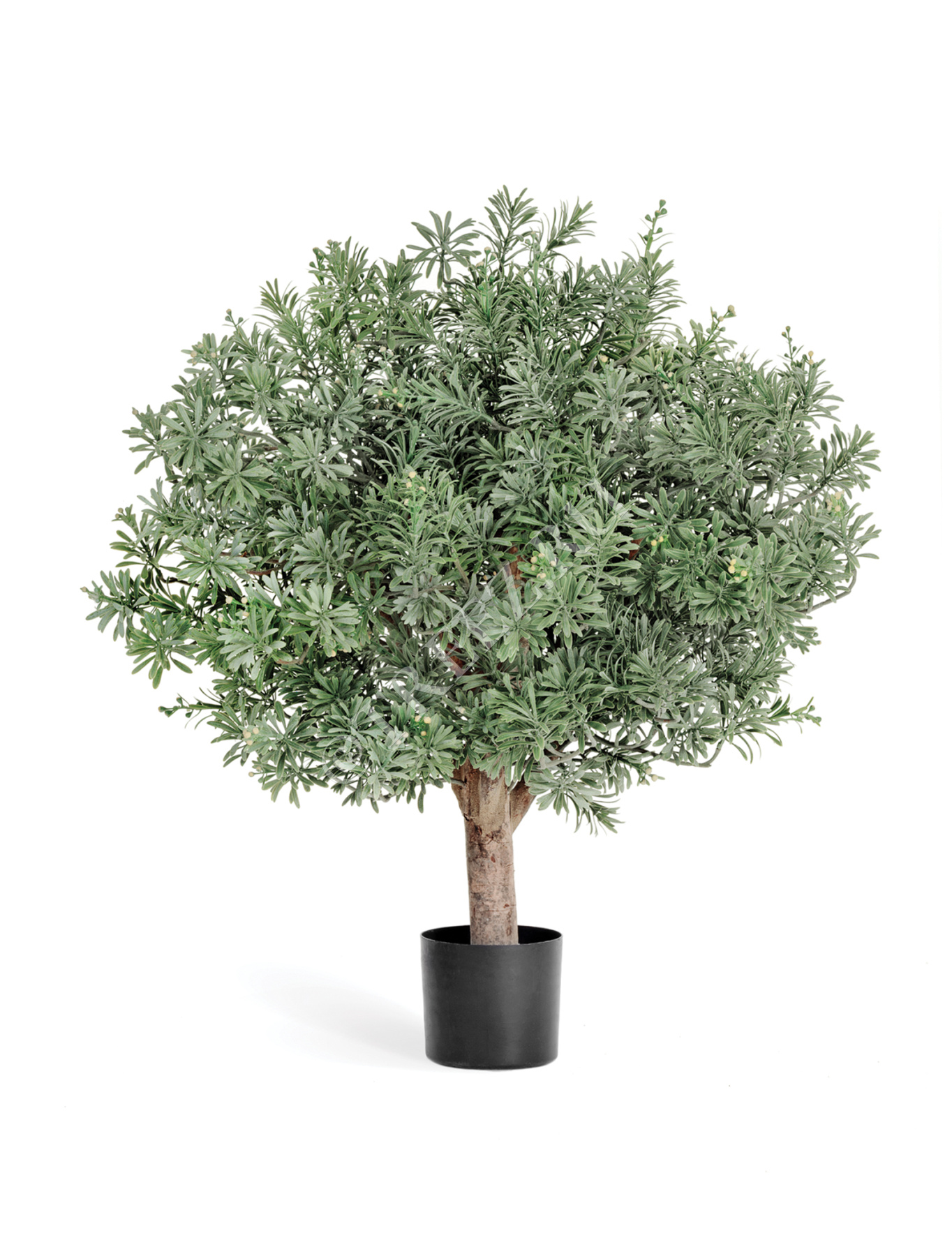 Кроссостефиум (Миллер) шар в-60 см, д-55 см 2/2