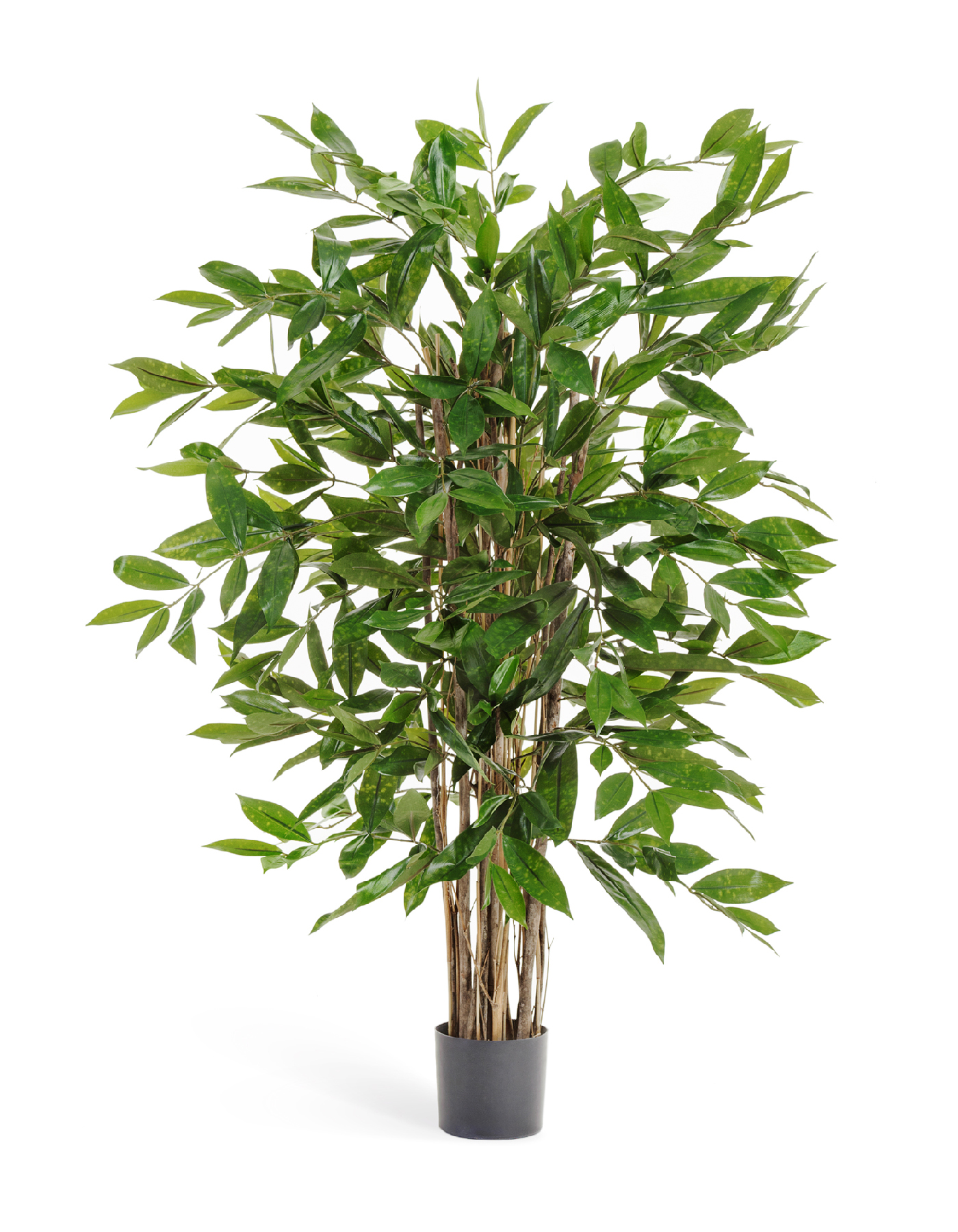 Драцена Саркула Спотти 120 см 2/2