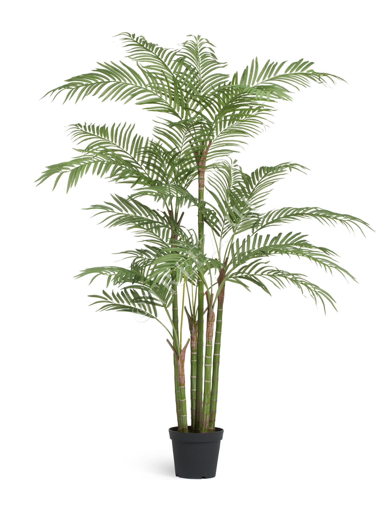Пальма Бабмбуковая 215 см (26 веток, 6 стволов) 1/1