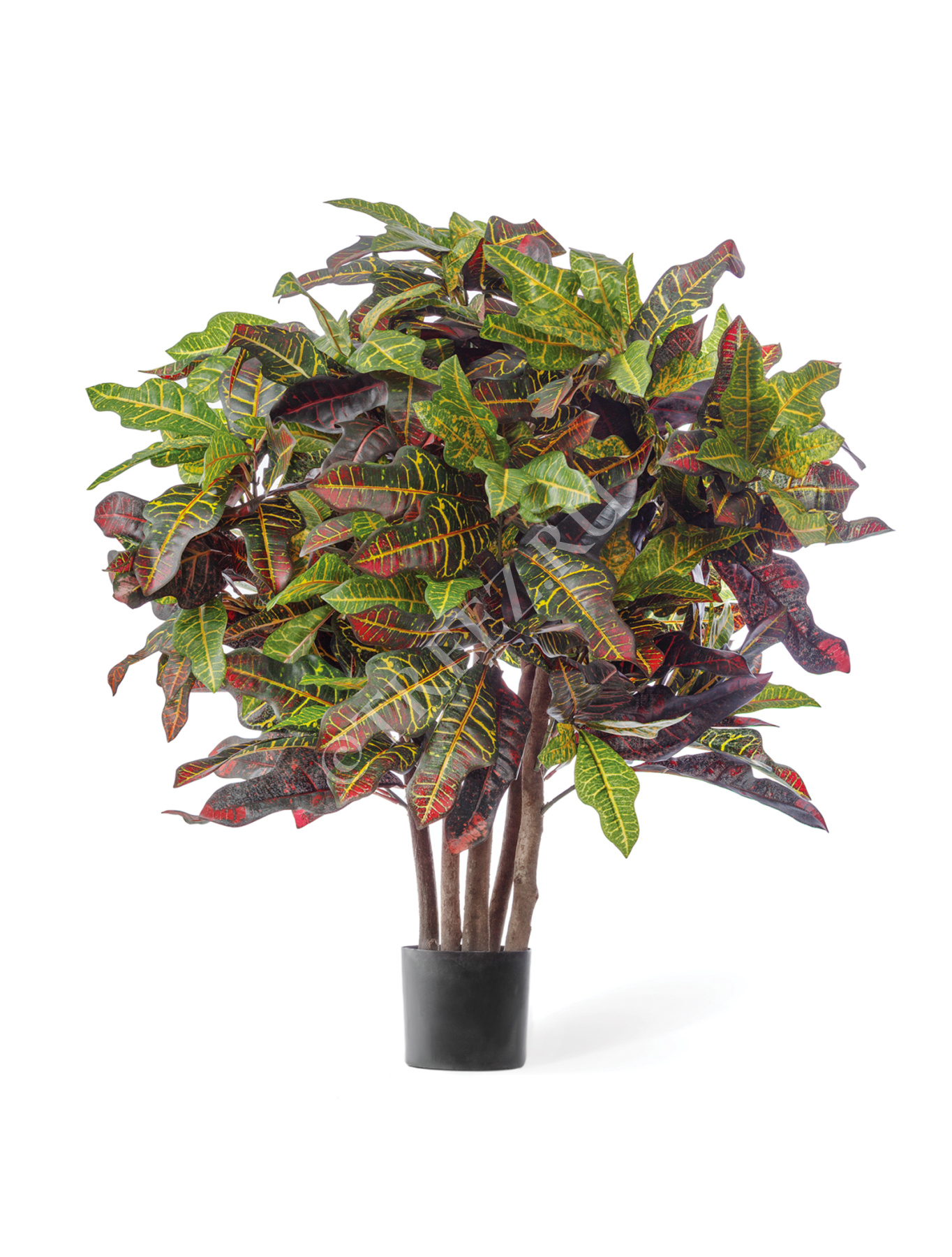 Кротон Шар в-90 см, д-80 см 2/2