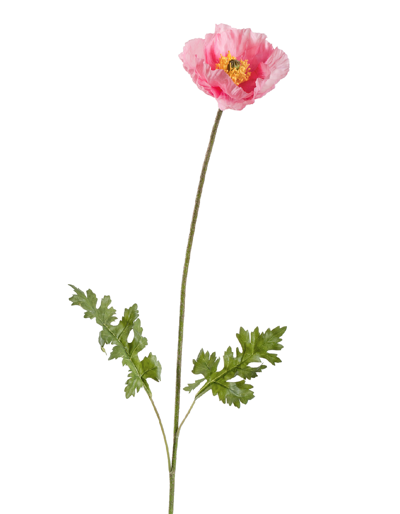 Мак Ширли светло-розовый в-64 см, 1 цв. в-6 см д-10 см 12/96