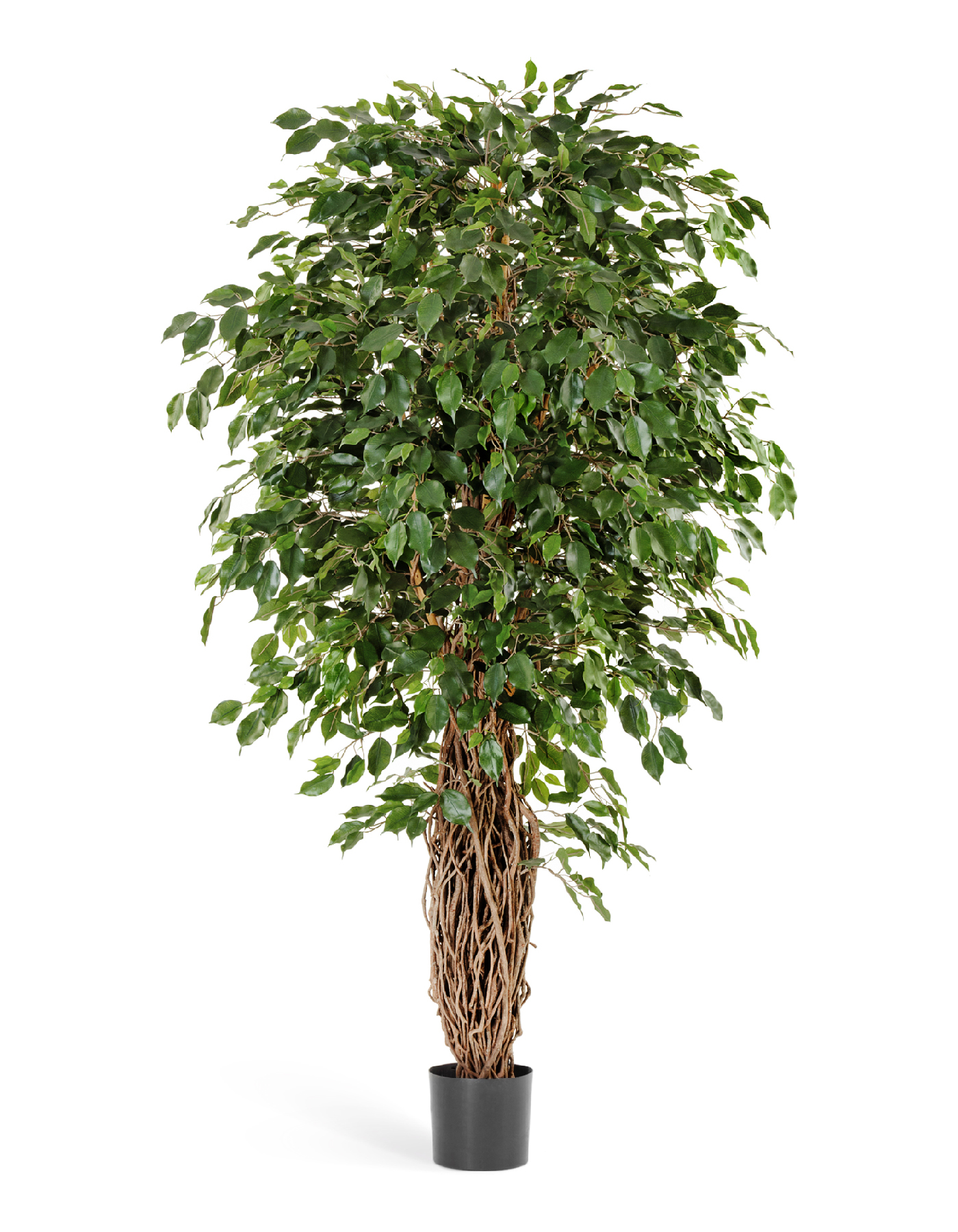 Фикус Бенджамина Лиана Де Люкс 120 см 2/2