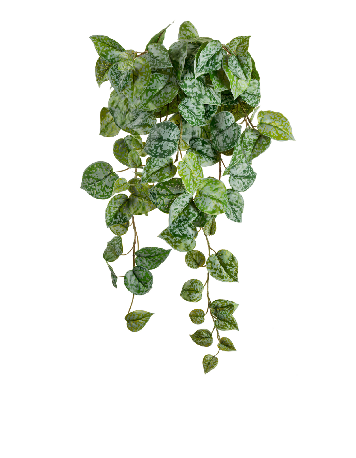 Сциндапсус Пиктус серебристо-зелёный в-60 см (Sensitive Botanic) 6/48