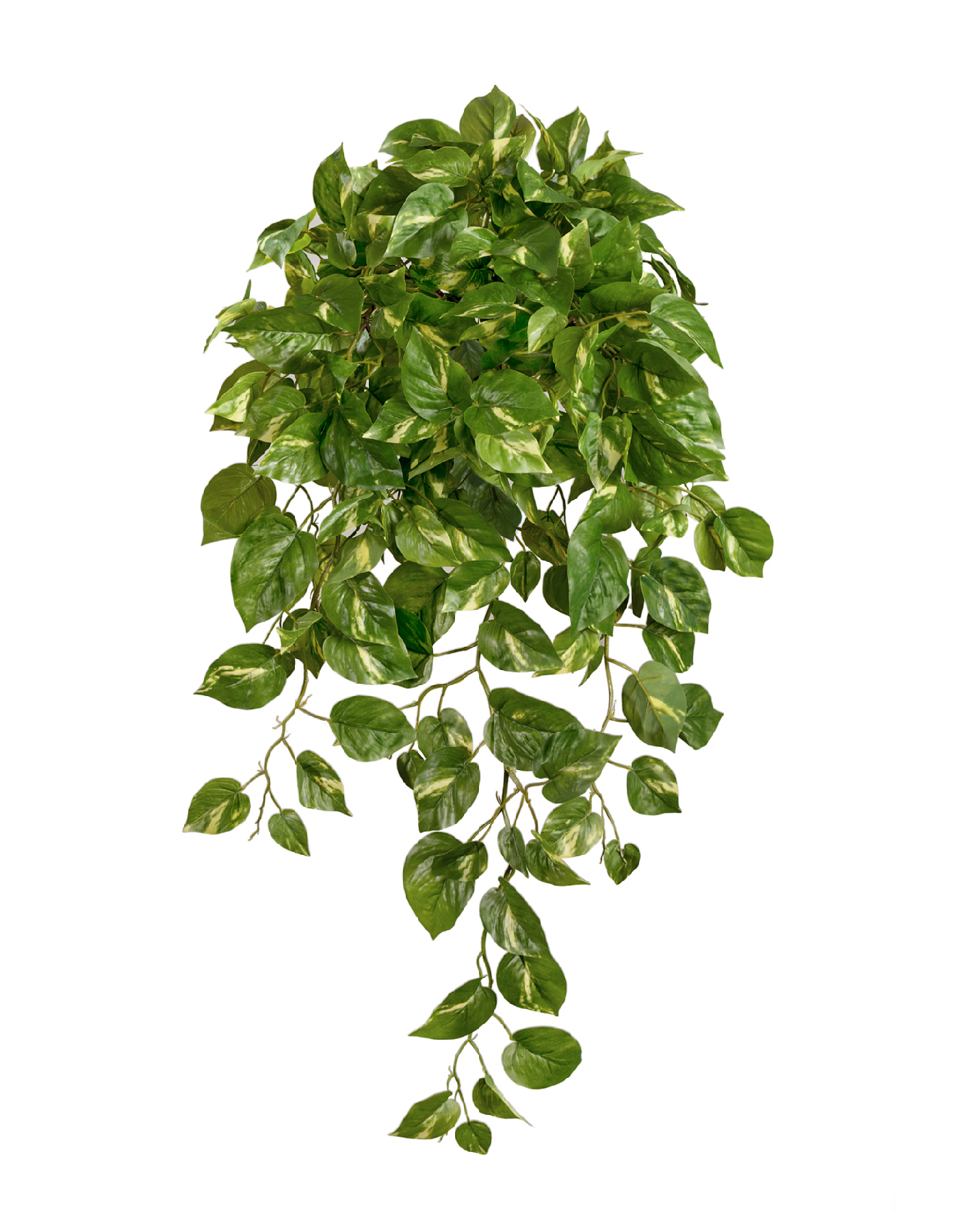 Потос Элегант ампельный большой новый в-90 см (Sensitive Botanic) 6/24