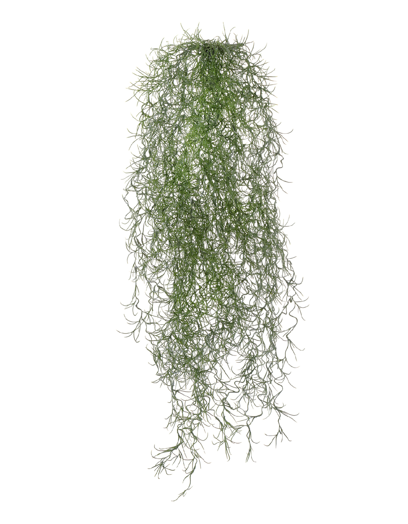 Тилландсия-паутинка серо-зелёная 70 см 6/48