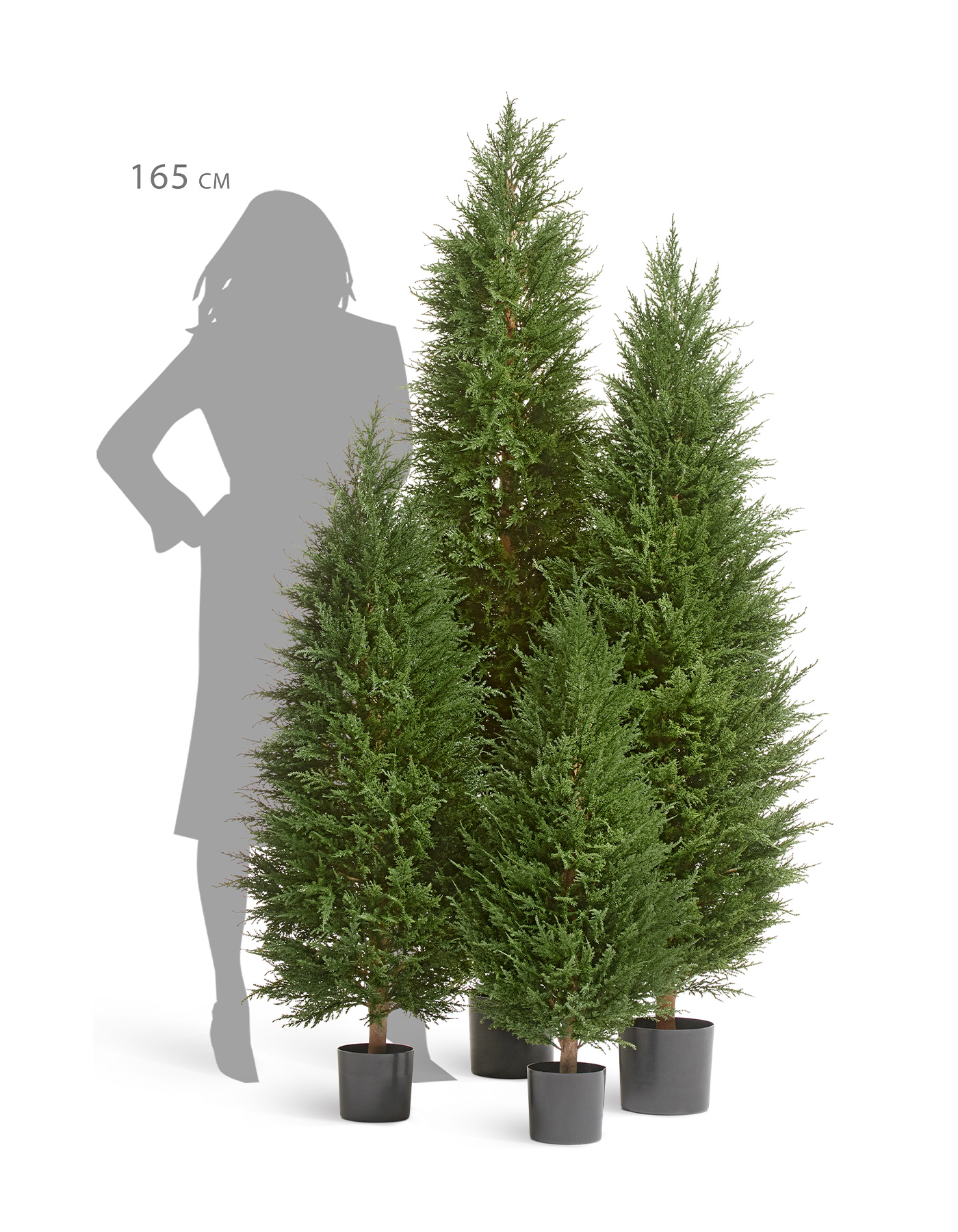 Кипарис Тауэр Элегант уличный новый в-90 см 2/2